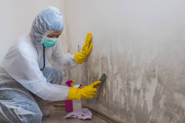 Best Specialized Mold Remediation in Waterloo, IA